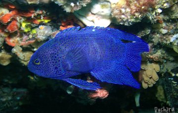 Southern Blue Devil, Paraplesiops meleagris